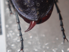 Carabus torosus sinopensis