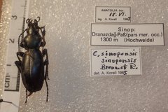 Carabus torosus sinopensis