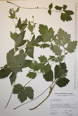 Geum × catlingii