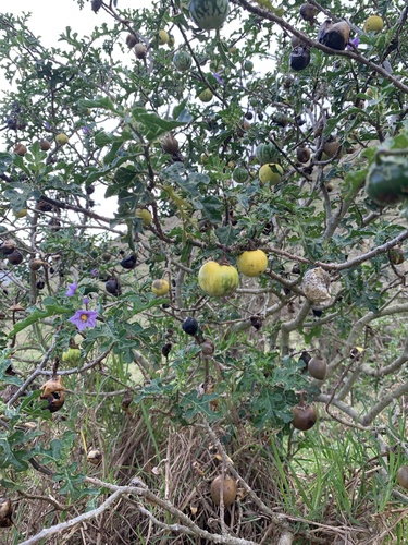 Yellow Bitter-apple