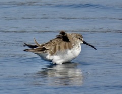 Calidris ferruginea