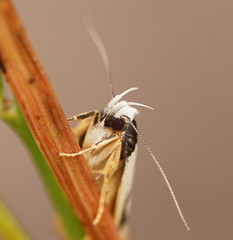 Eulechria sigmophora
