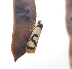 Eulechria sigmophora