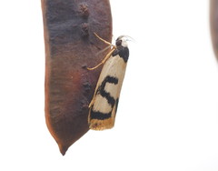 Eulechria sigmophora