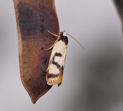 Eulechria sigmophora