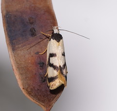 Eulechria sigmophora