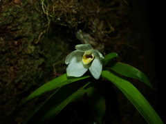Maxillaria lutescens