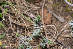 Thymelaea
