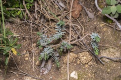 Thymelaea
