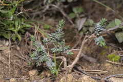 Thymelaea