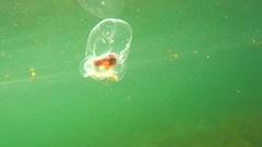 Catablema vesicarium