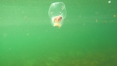 Catablema vesicarium