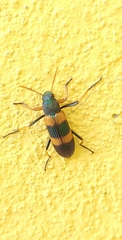 Strongylium decoratum