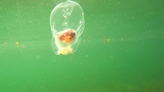 Catablema vesicarium