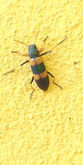 Strongylium decoratum