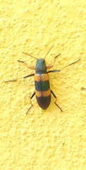 Strongylium decoratum