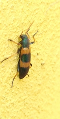 Strongylium decoratum
