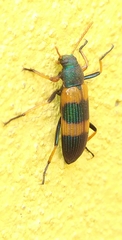 Strongylium decoratum