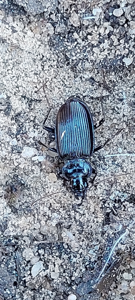 Nebria andalusia