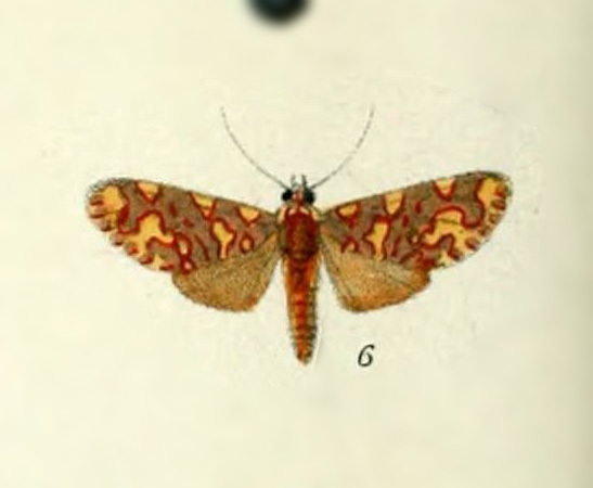 Hyponerita lavinia