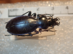 Carabus torosus sinopensis