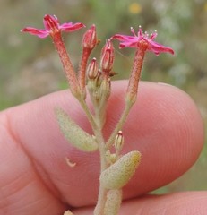 Pistorinia hispanica