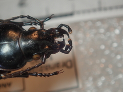 Carabus torosus sinopensis