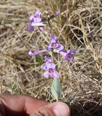 Penstemon fendleri