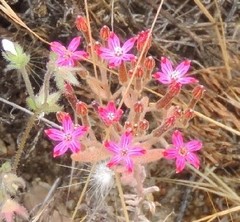 Pistorinia hispanica