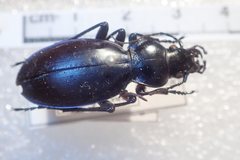 Carabus torosus sinopensis