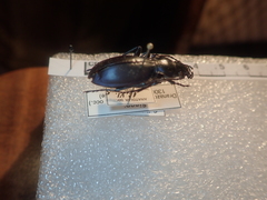 Carabus torosus sinopensis