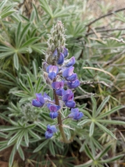 Lupinus nevadensis