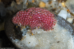 Integripelta