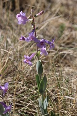 Penstemon fendleri