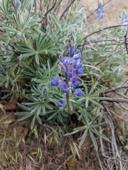 Lupinus nevadensis