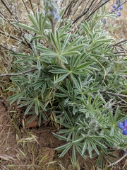 Lupinus nevadensis