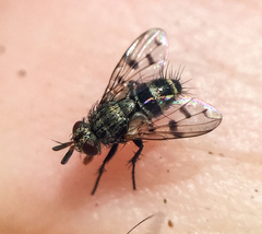 Homalactia harringtoni