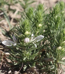 Teucrium laciniatum