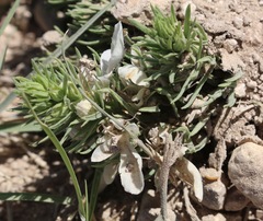 Teucrium laciniatum