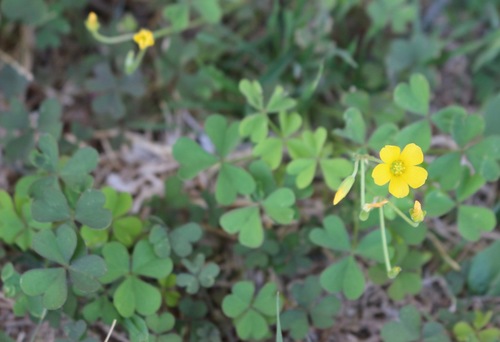 Oxalis dillenii