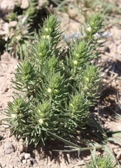 Teucrium laciniatum