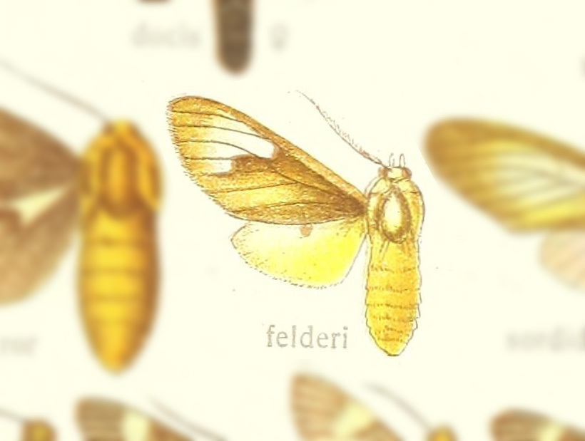 Idalus felderi