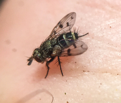 Homalactia harringtoni