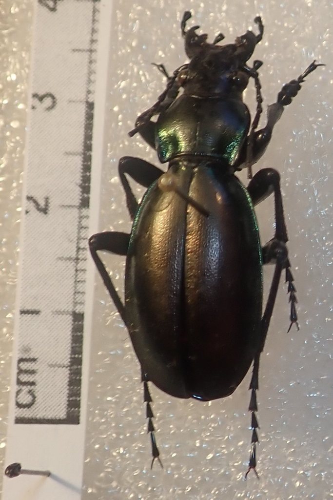 Carabus torosus