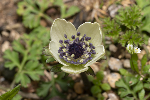 Anemone coronaria