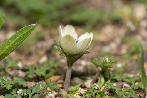 Anemone coronaria