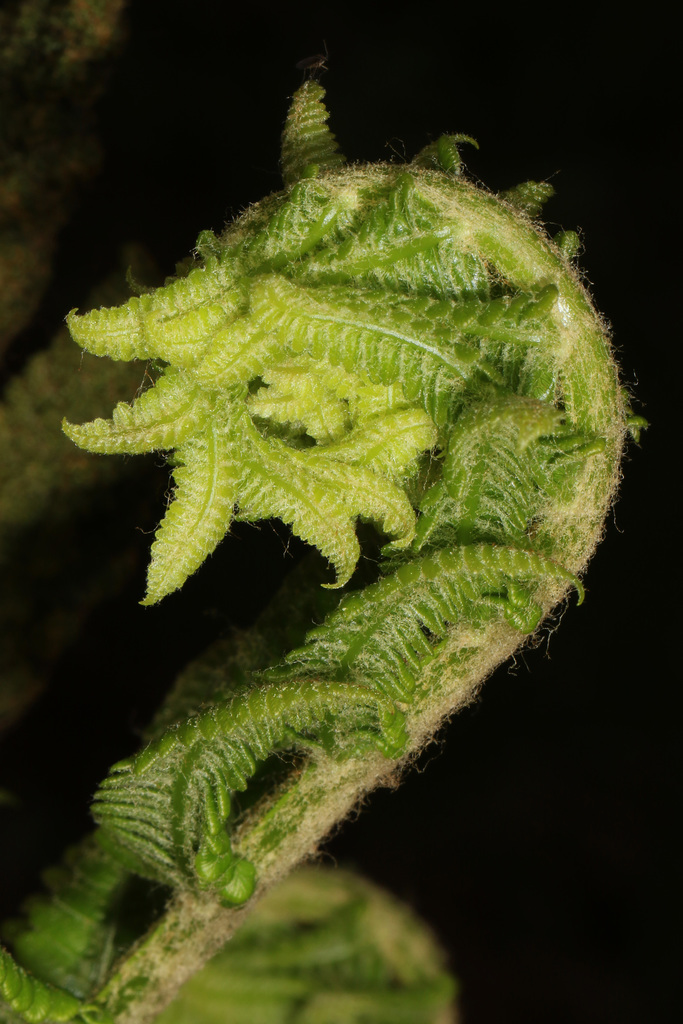 Royal Ferns