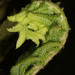 Osmundaceae - Photo (c) Judy Gallagher,  זכויות יוצרים חלקיות (CC BY), הועלה על ידי Judy Gallagher