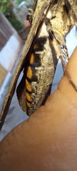 Manduca hannibal