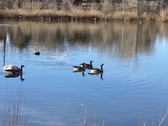 Branta canadensis